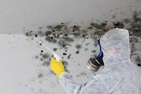 Mold Odor Removal Services in Bellingham, WA